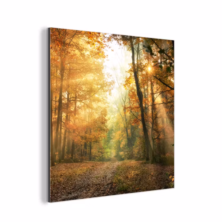 Aluminium schilderij - Bos - Herfst - Zon - Landschap - Natuur - Bomen - Bladeren — 1