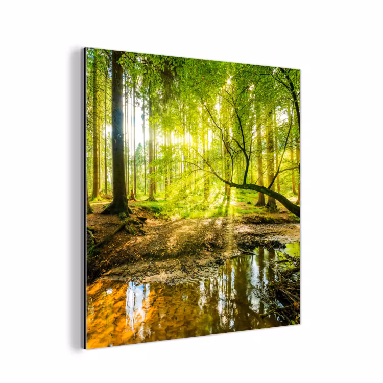 Aluminium schilderij - Bos - Landschap - Water - Bomen - Zon - Groen - Natuur — 1