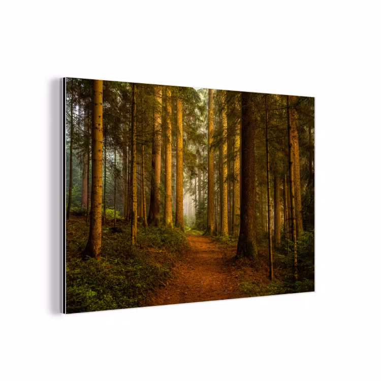 Aluminium schilderij - Bos - Natuur - Bomen - Landschap - Bladeren — 1