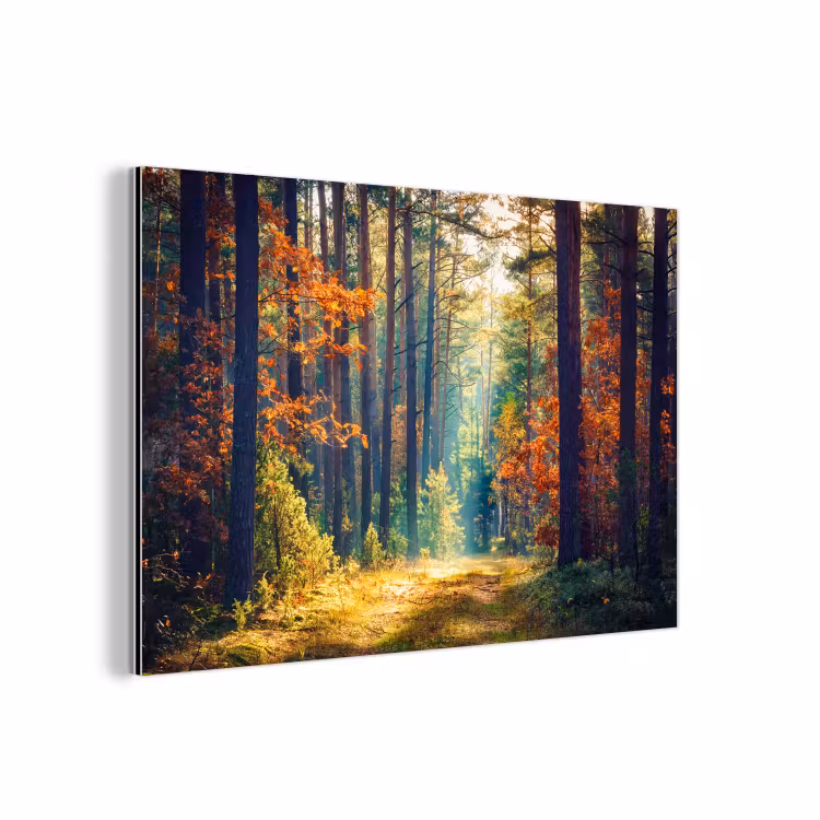 Aluminium schilderij - Bos - Zon - Natuur - Herfst — 1