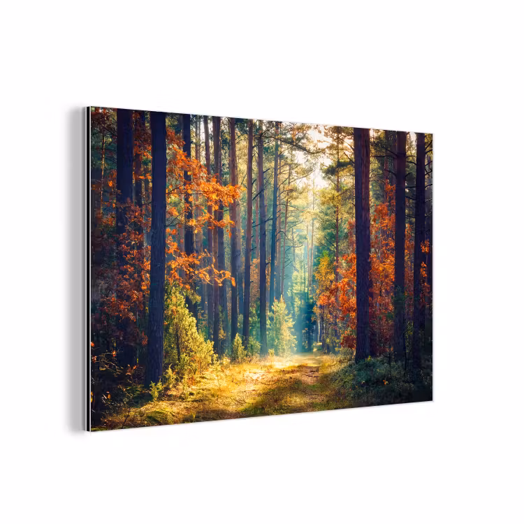 Aluminium schilderij - Bos - Zon - Natuur - Herfst — 1