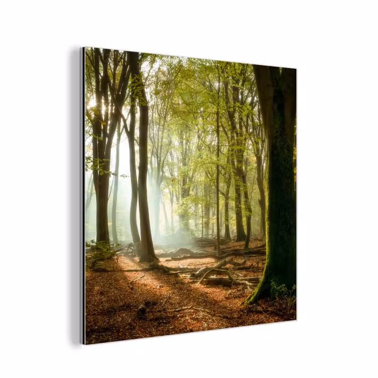 Aluminium schilderij - Bos - Zon - Seizoenen - Landschap — 1