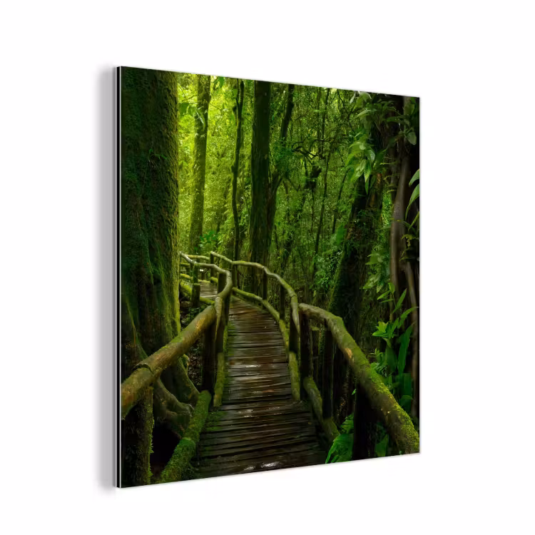 Aluminium schilderij - Jungle - Brug - Mos - Natuur - Tropisch — 1