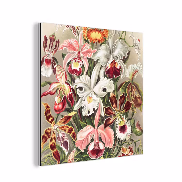 Aluminium schilderij - Bloemen - Ernst Haeckel - Vintage - Orchidee — 1