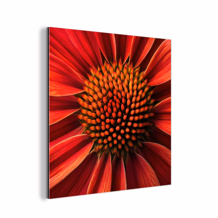 Aluminium schilderij - Close up - Bloem- Rood — 1