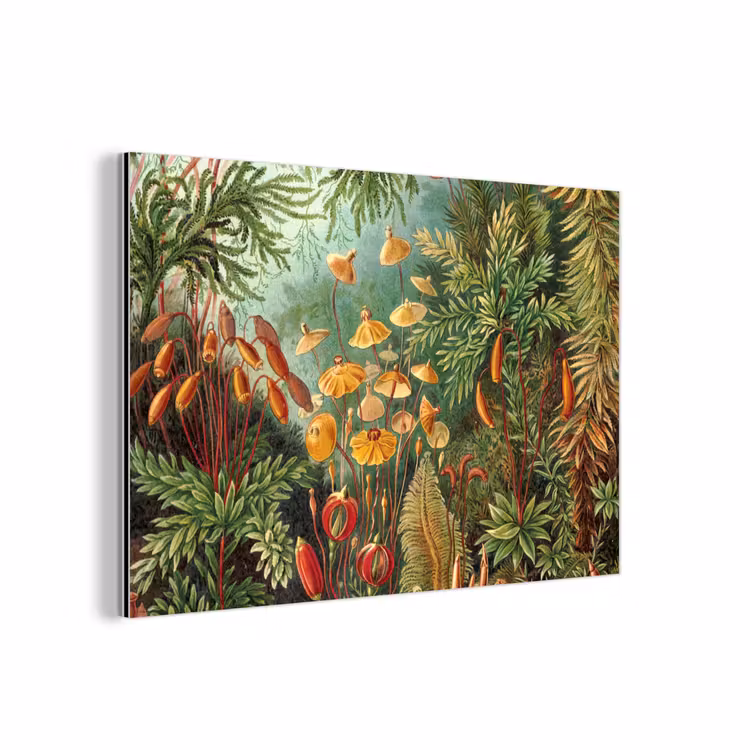 Aluminium schilderij - Design - Natuur - Paddenstoelen - Ernst Haeckel — 1