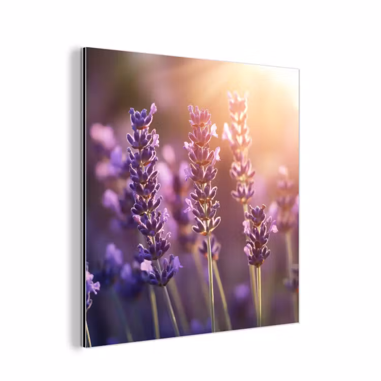 Aluminium schilderij - Lavendelbloemen - Paars - Zonlicht — 1