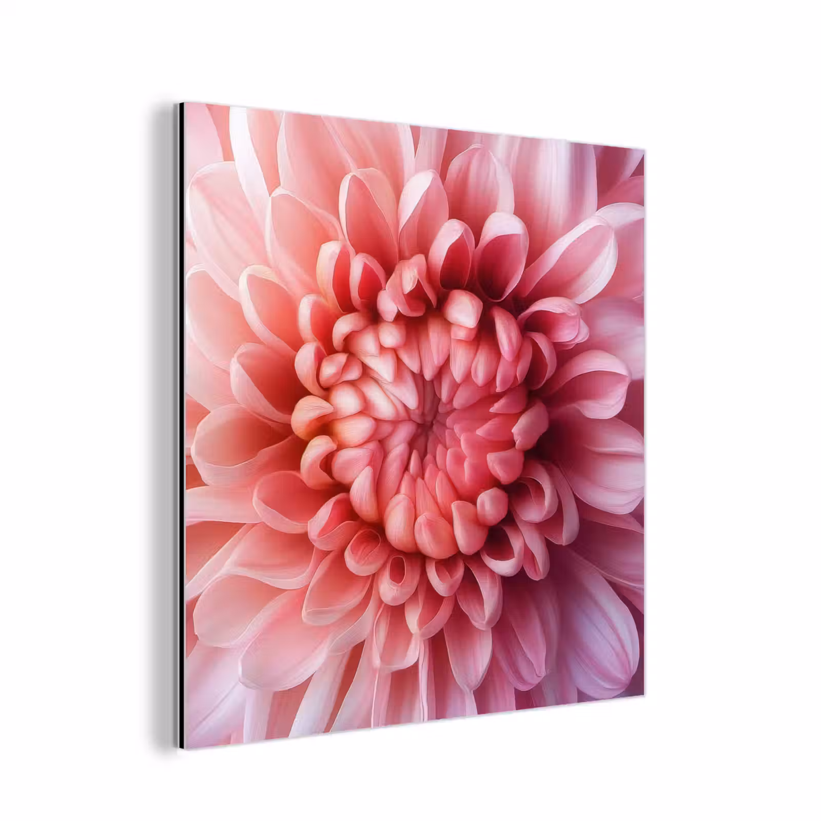 Aluminium schilderij - Dahlia - Bloem - Close up - Roze — 1