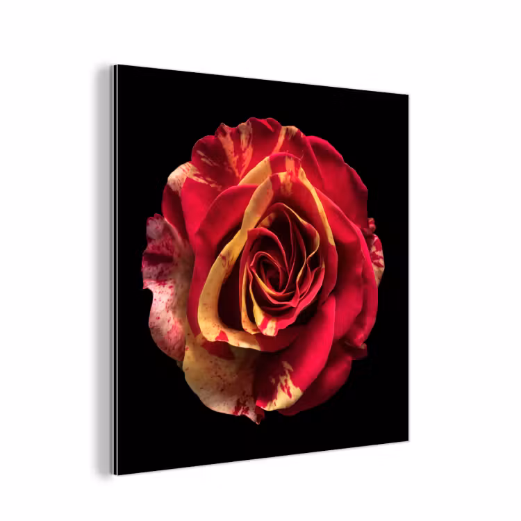Aluminium schilderij - Bloem - Roos - Rood - Zwart — 1