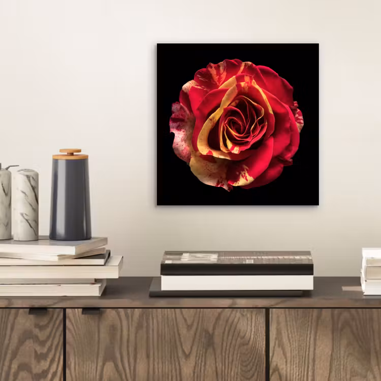 Aluminium schilderij - Bloem - Roos - Rood - Zwart — 2