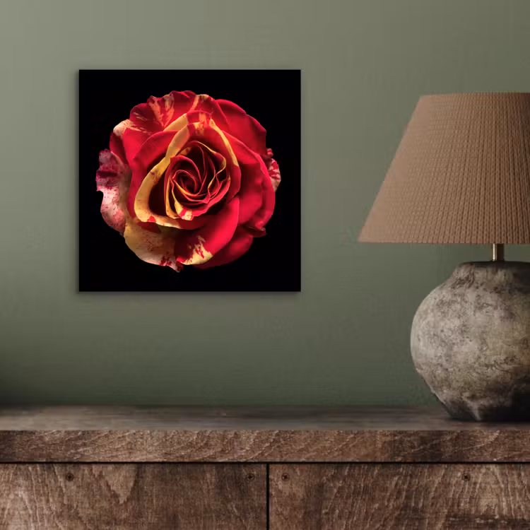 Aluminium schilderij - Bloem - Roos - Rood - Zwart — 3