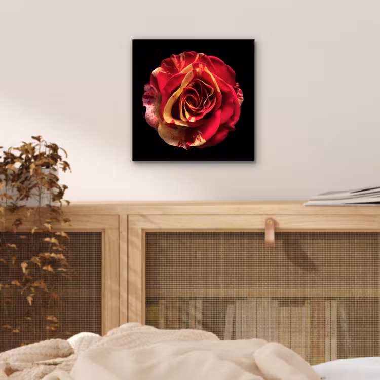 Aluminium schilderij - Bloem - Roos - Rood - Zwart — 4