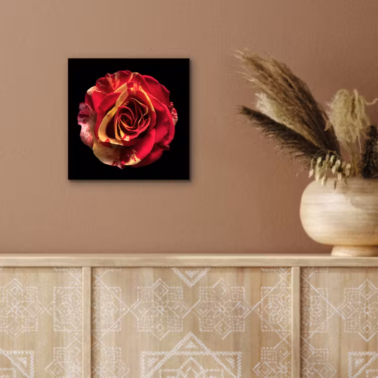 Aluminium schilderij - Bloem - Roos - Rood - Zwart — 5