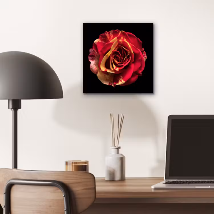 Aluminium schilderij - Bloem - Roos - Rood - Zwart — 6