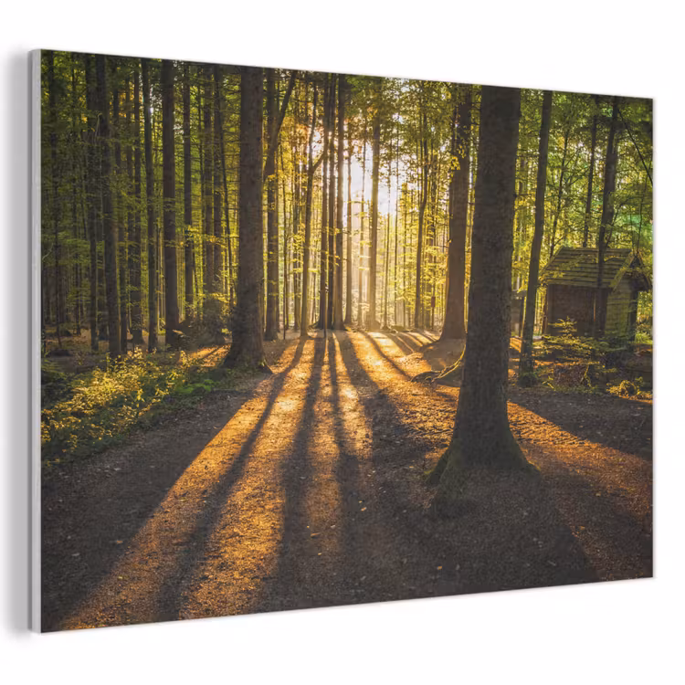 Akoestisch schilderij - Zon - Bomen - Bos - Landschap - Natuur — 1