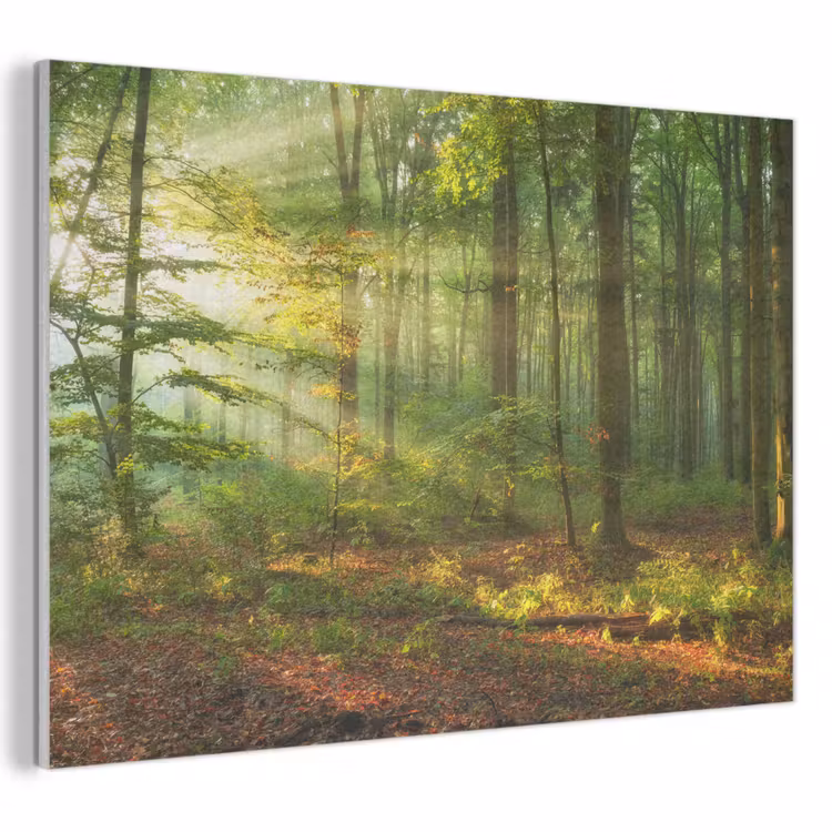 Akoestisch schilderij - Zon - Bos - Bomen - Natuur - Herfst — 1