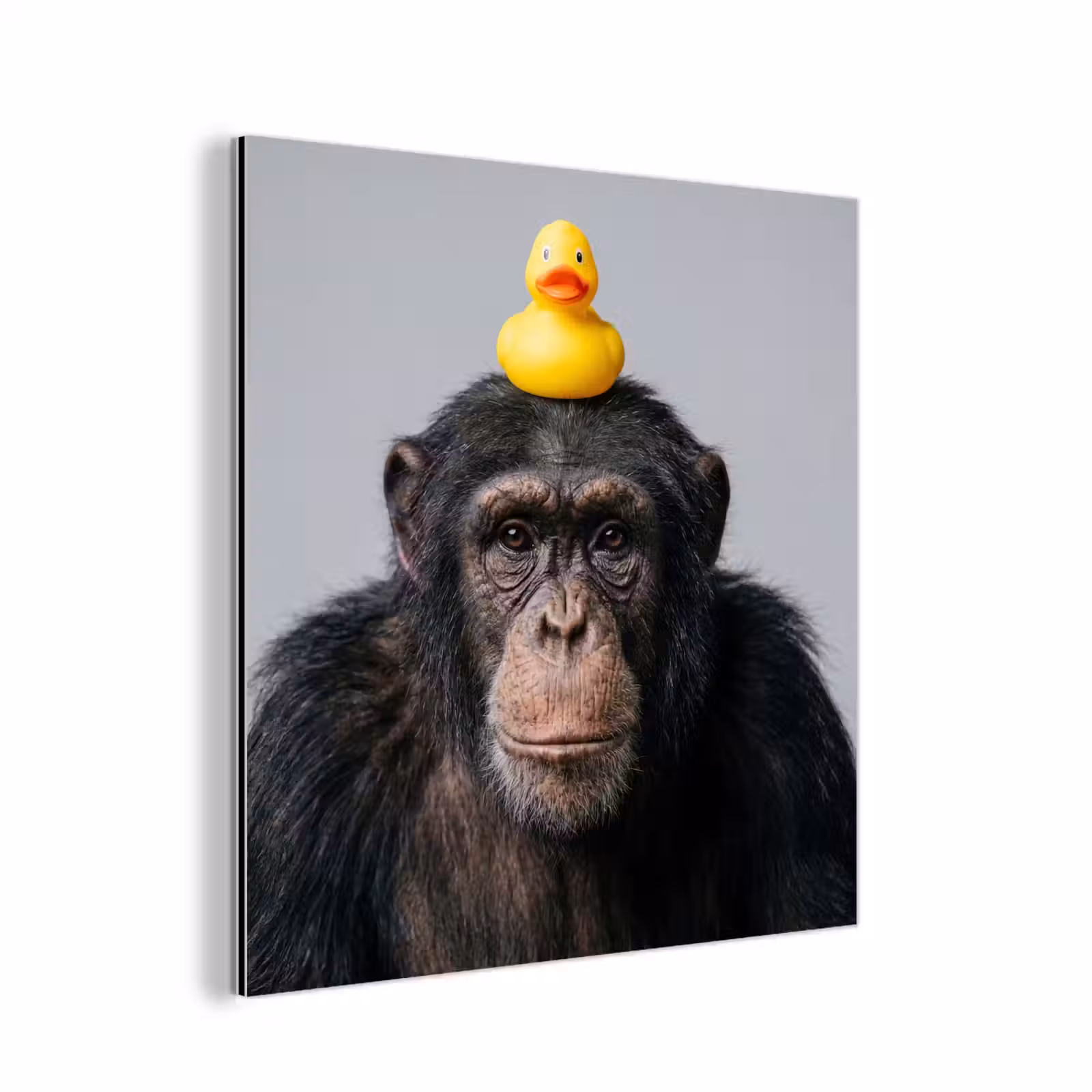 Aluminium schilderij - Chimpansee - Badeend - Grijs — 1