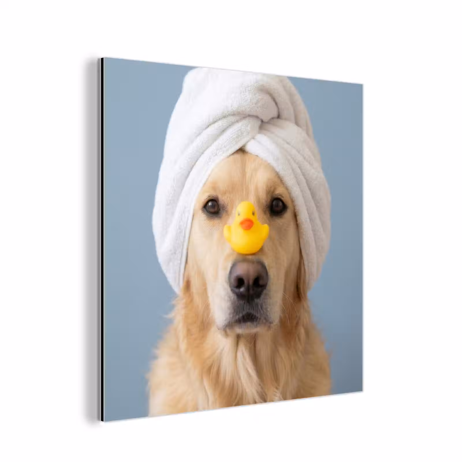 Aluminium schilderij - Hond - Badeend - Geel — 1
