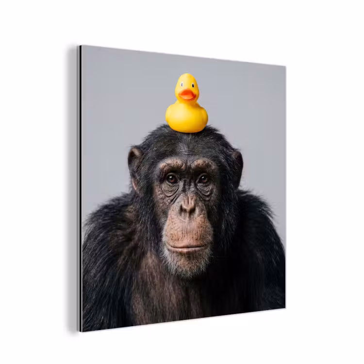 Aluminium schilderij - Chimpansee - Badeend - Grijs — 1