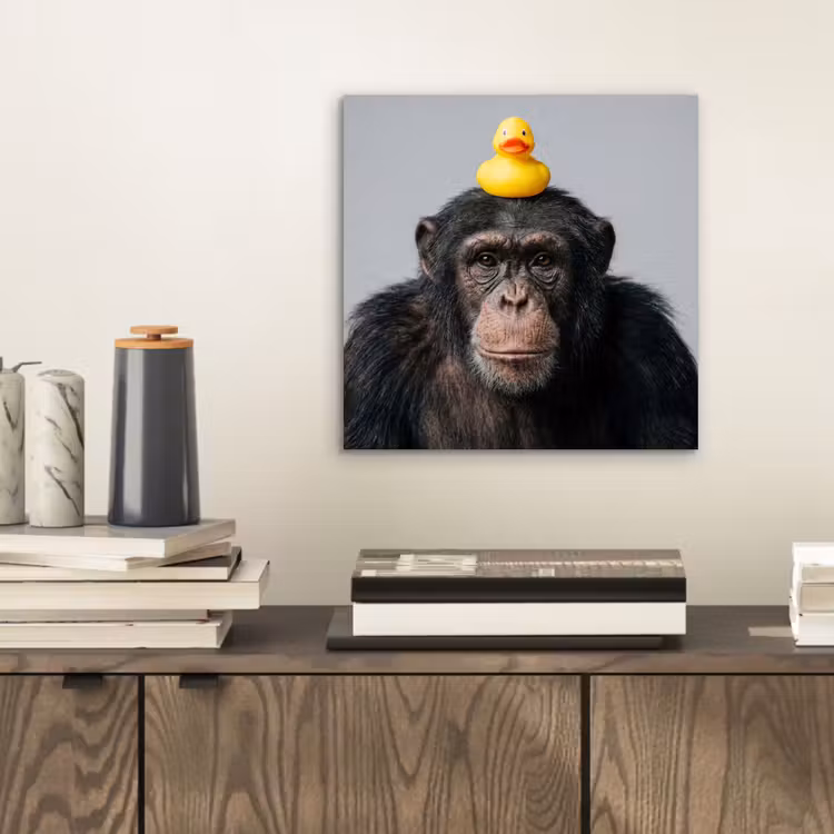 Aluminium schilderij - Chimpansee - Badeend - Grijs — 2