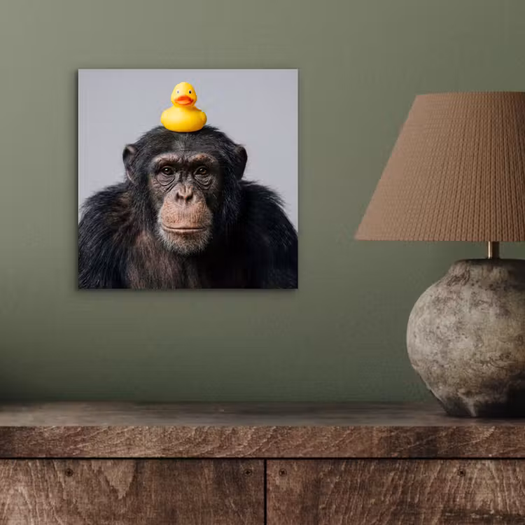 Aluminium schilderij - Chimpansee - Badeend - Grijs — 3