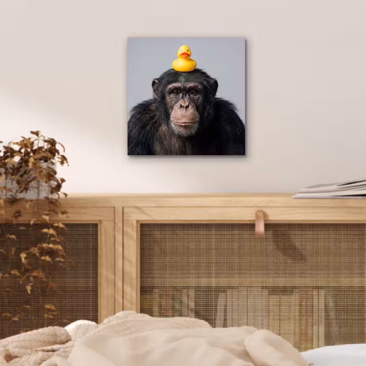 Aluminium schilderij - Chimpansee - Badeend - Grijs — 4