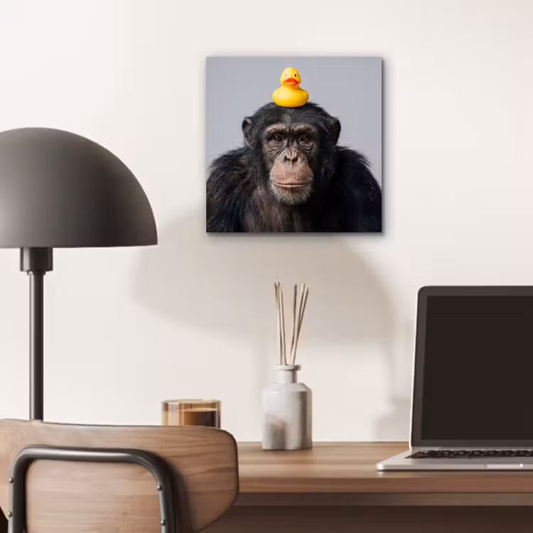 Aluminium schilderij - Chimpansee - Badeend - Grijs — 6