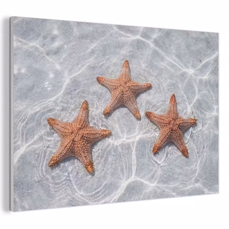 Akoestisch schilderij - Zeesterren - Water - Helder — 1