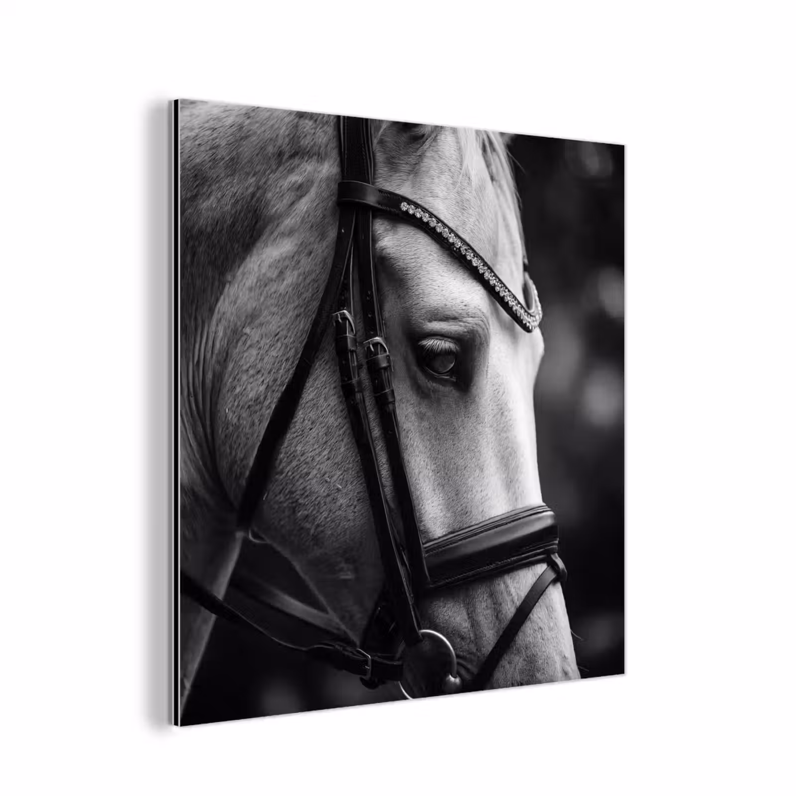 Aluminium schilderij - Paard - Schimmel - Portret — 1