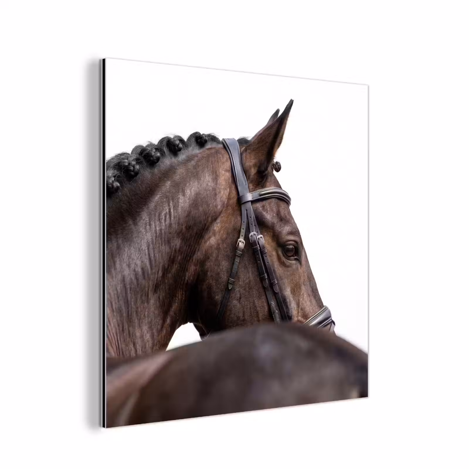 Aluminium schilderij - Portret - Paard - Elegant — 1