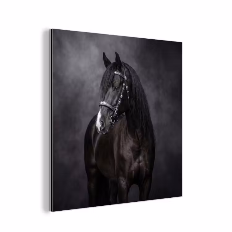 Aluminium schilderij - Portret - Paard - Zwart — 1