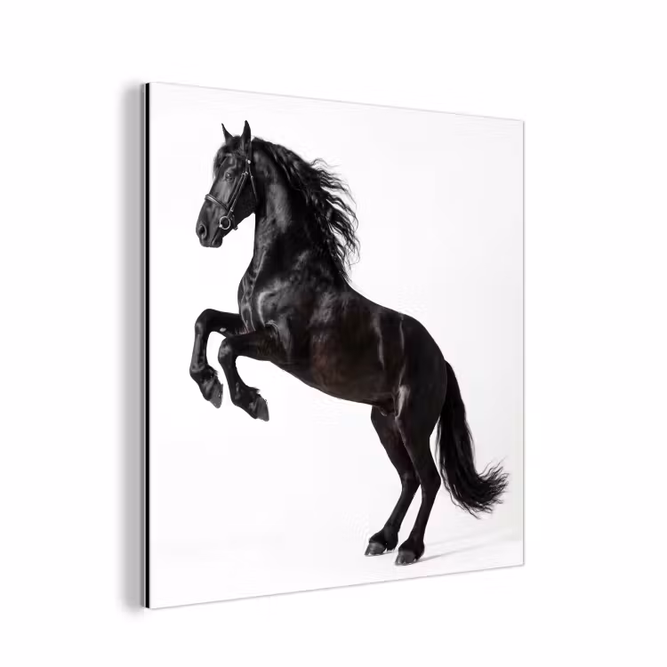 Aluminium schilderij - Zwart - Paard - Portret — 1