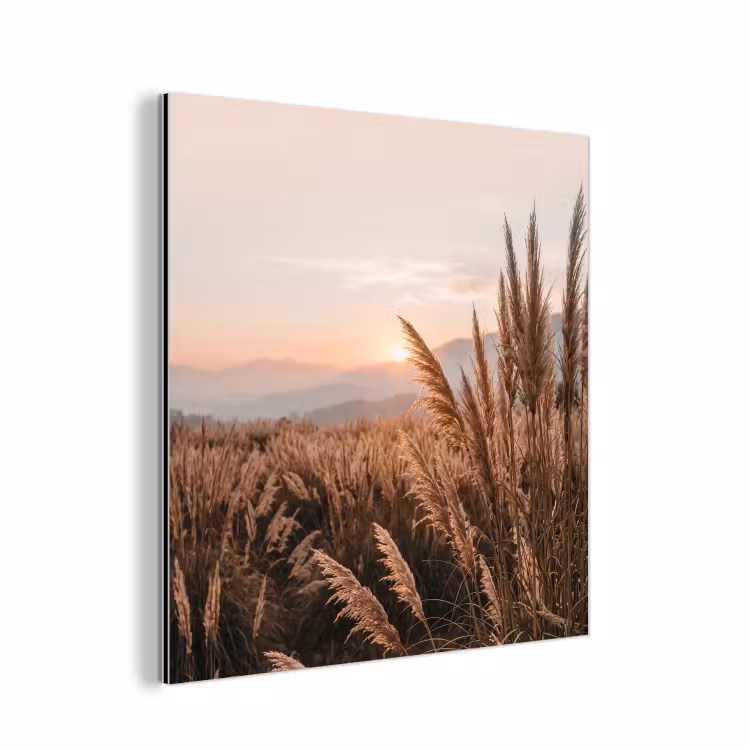 Aluminium schilderij - Gras - Veld - Zon - Natuur — 1
