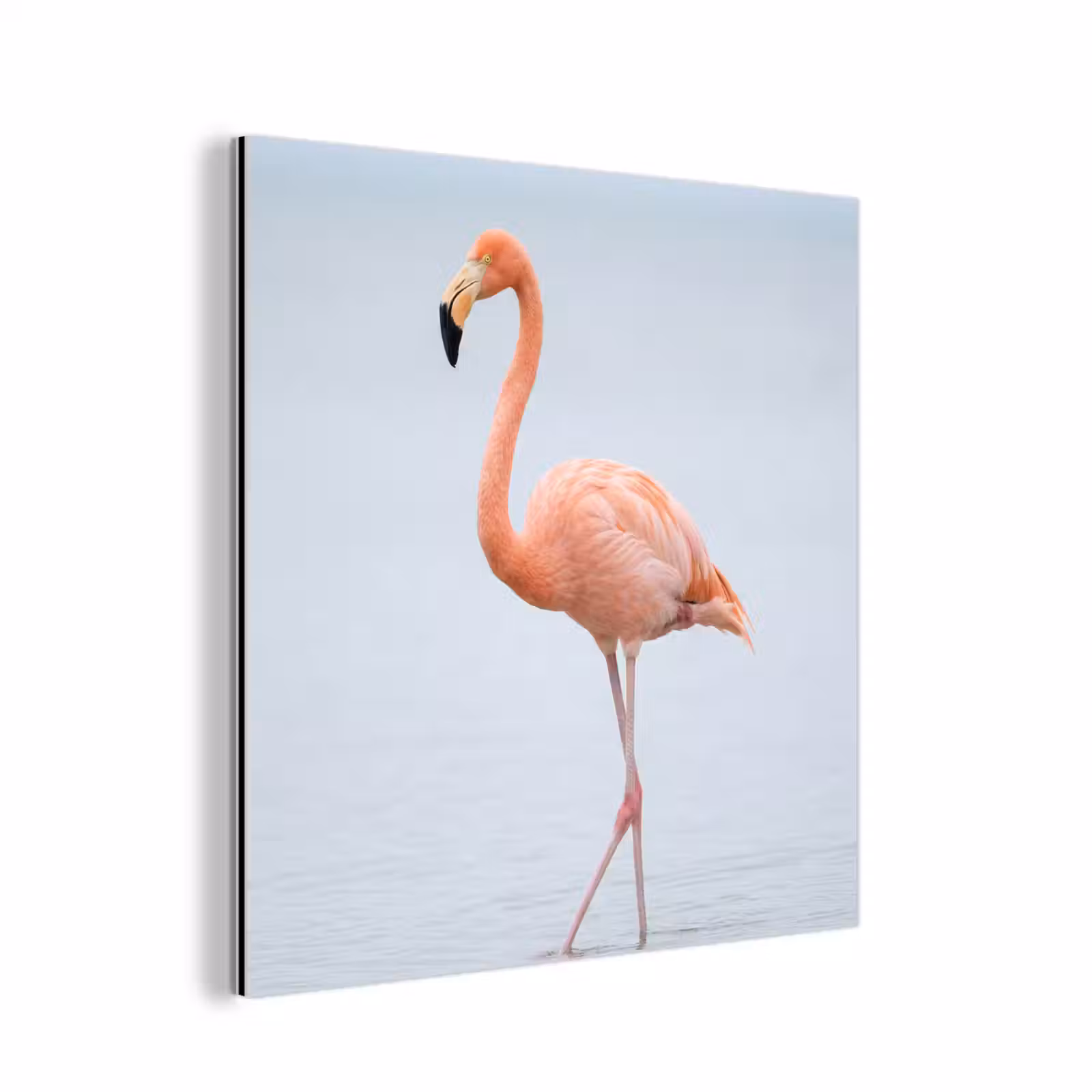Aluminium schilderij - Flamingo - Zee - Roze — 1