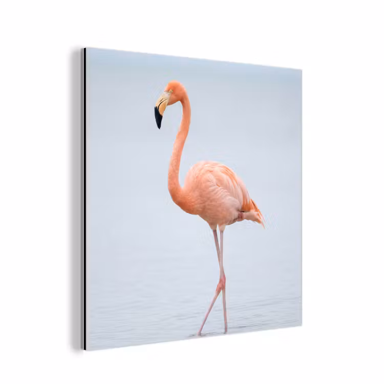 Aluminium schilderij - Flamingo - Zee - Roze — 1