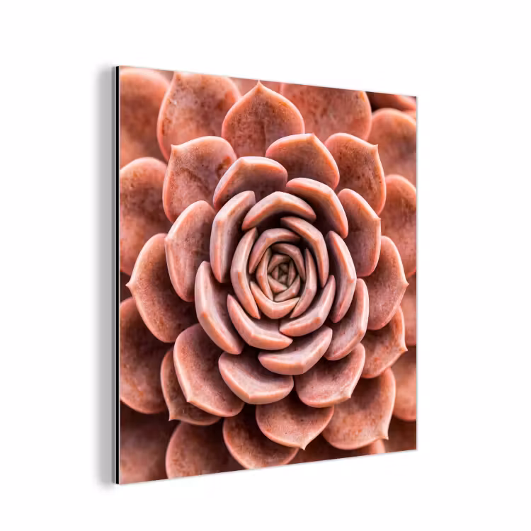 Aluminium schilderij - Vetplant - Organisch - Roze — 1