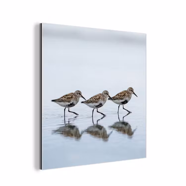 Aluminium schilderij - Vogels - Water - Grijs — 1