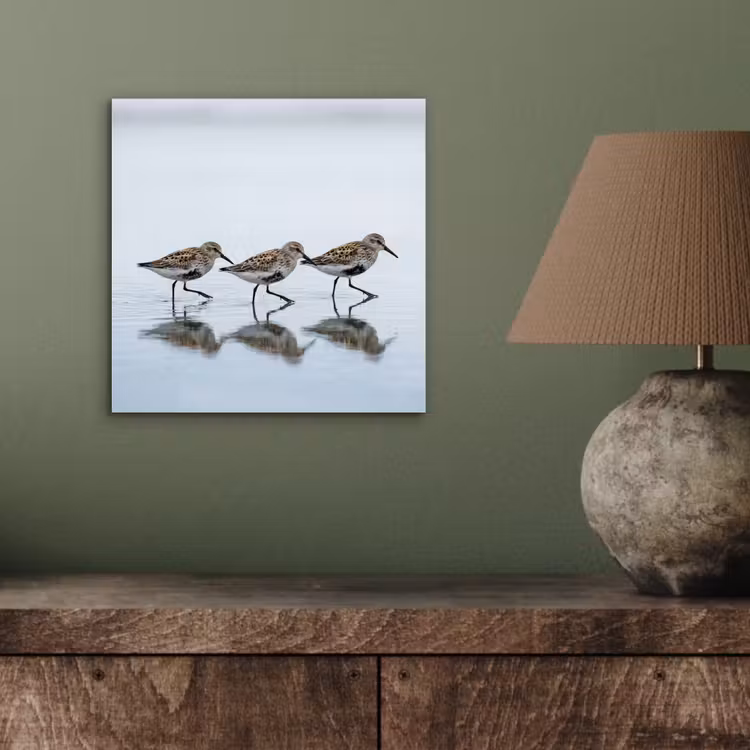 Aluminium schilderij - Vogels - Water - Grijs — 3