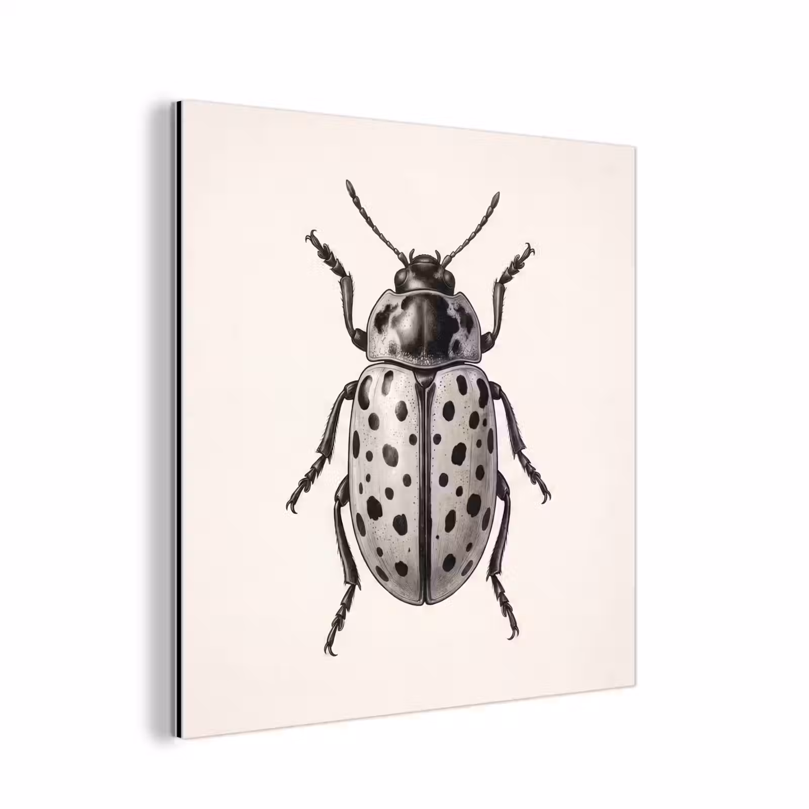Aluminium schilderij - Kever - Insect - Vintage — 1