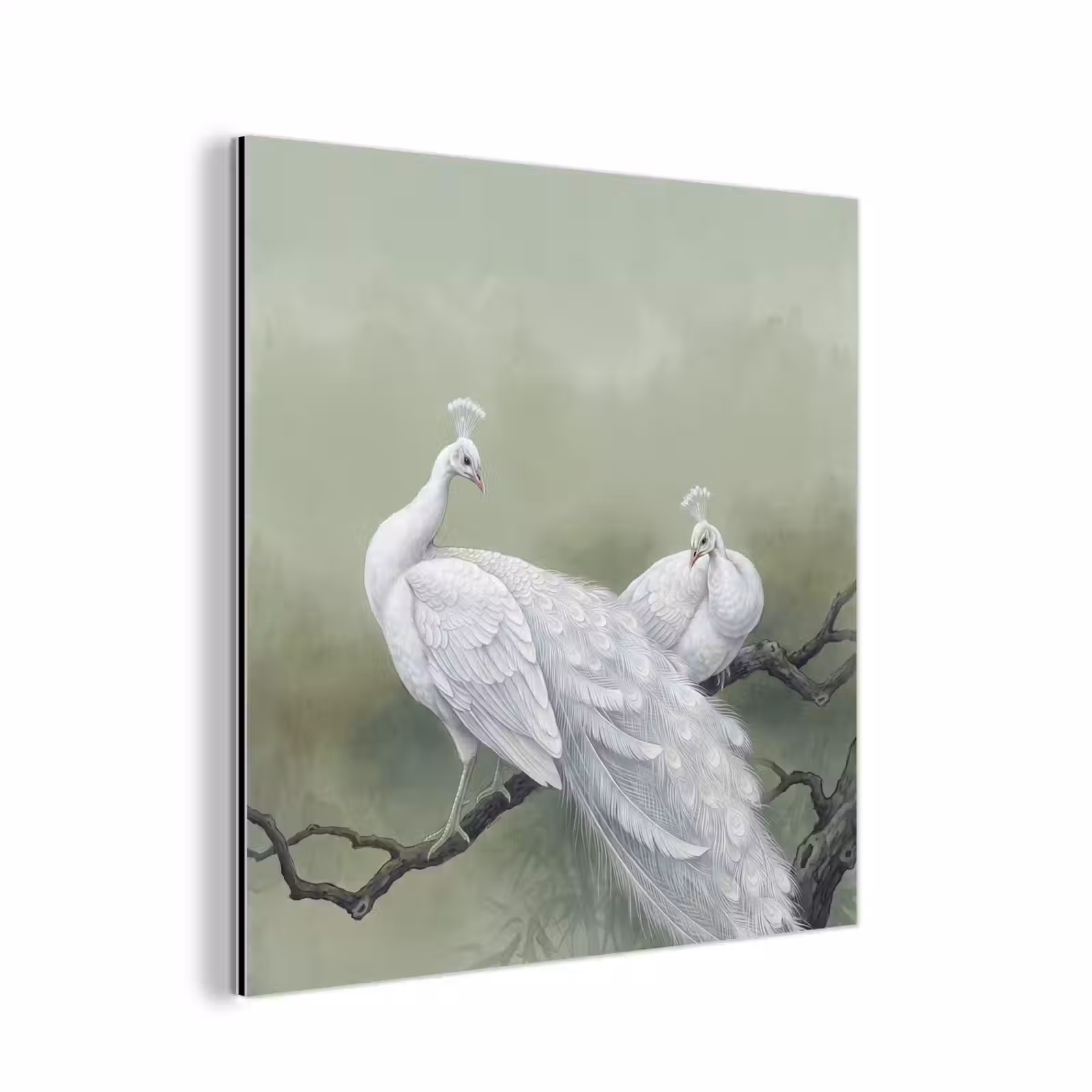 Aluminium schilderij - Pauwen - Wit - Natuur - Groen — 1