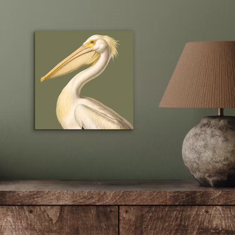 Aluminium schilderij - Pelikaan - Wit - Vogel - Klassiek - Natuur — 3