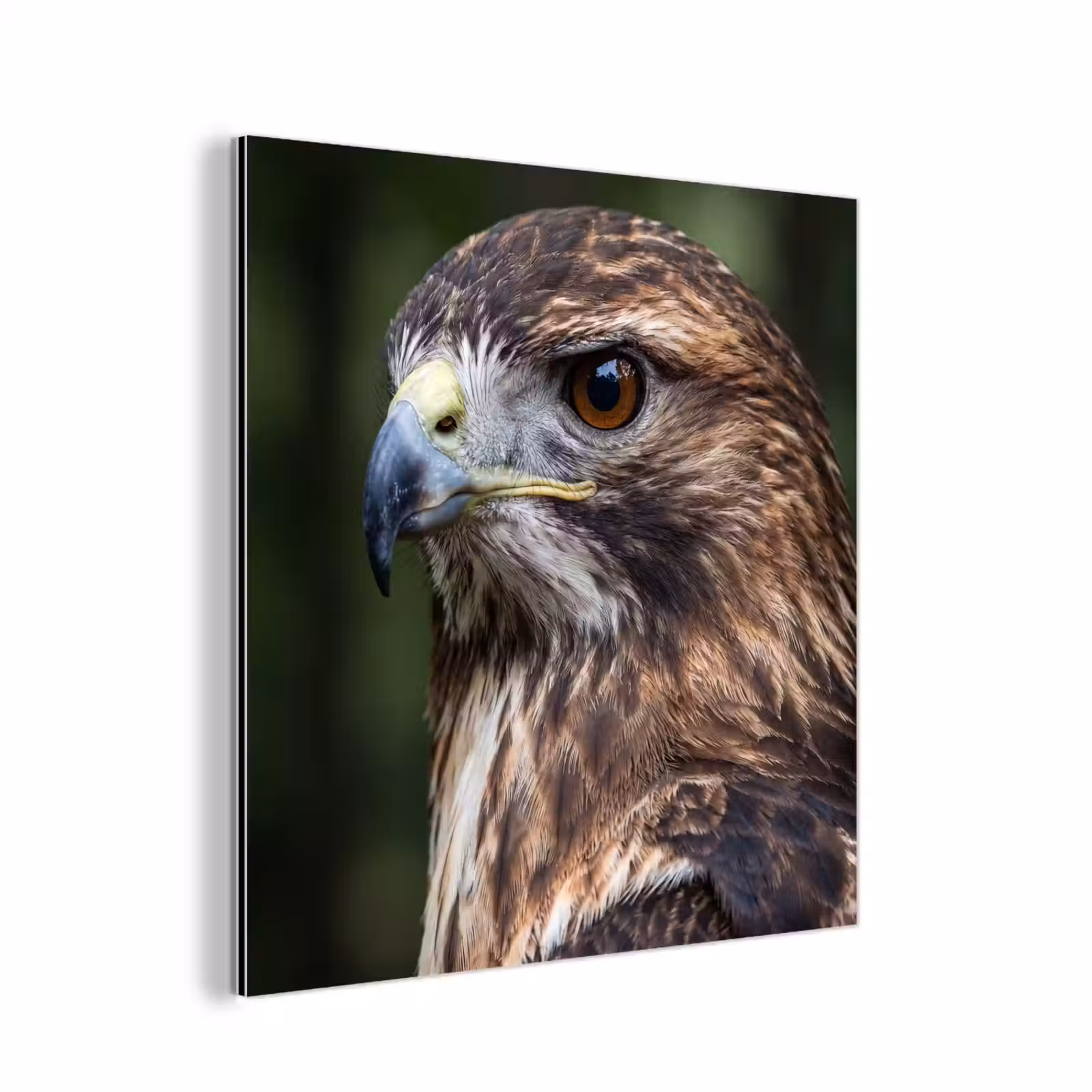 Aluminium schilderij - Buizerd - Roofvogel - Natuur - Bruin — 1