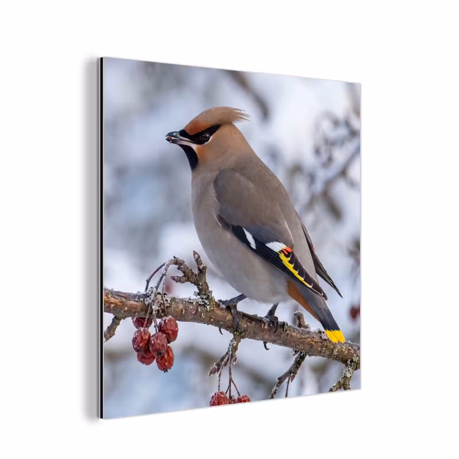 Aluminium schilderij - Pestvogel - Bessen - Winter - Natuur — 1