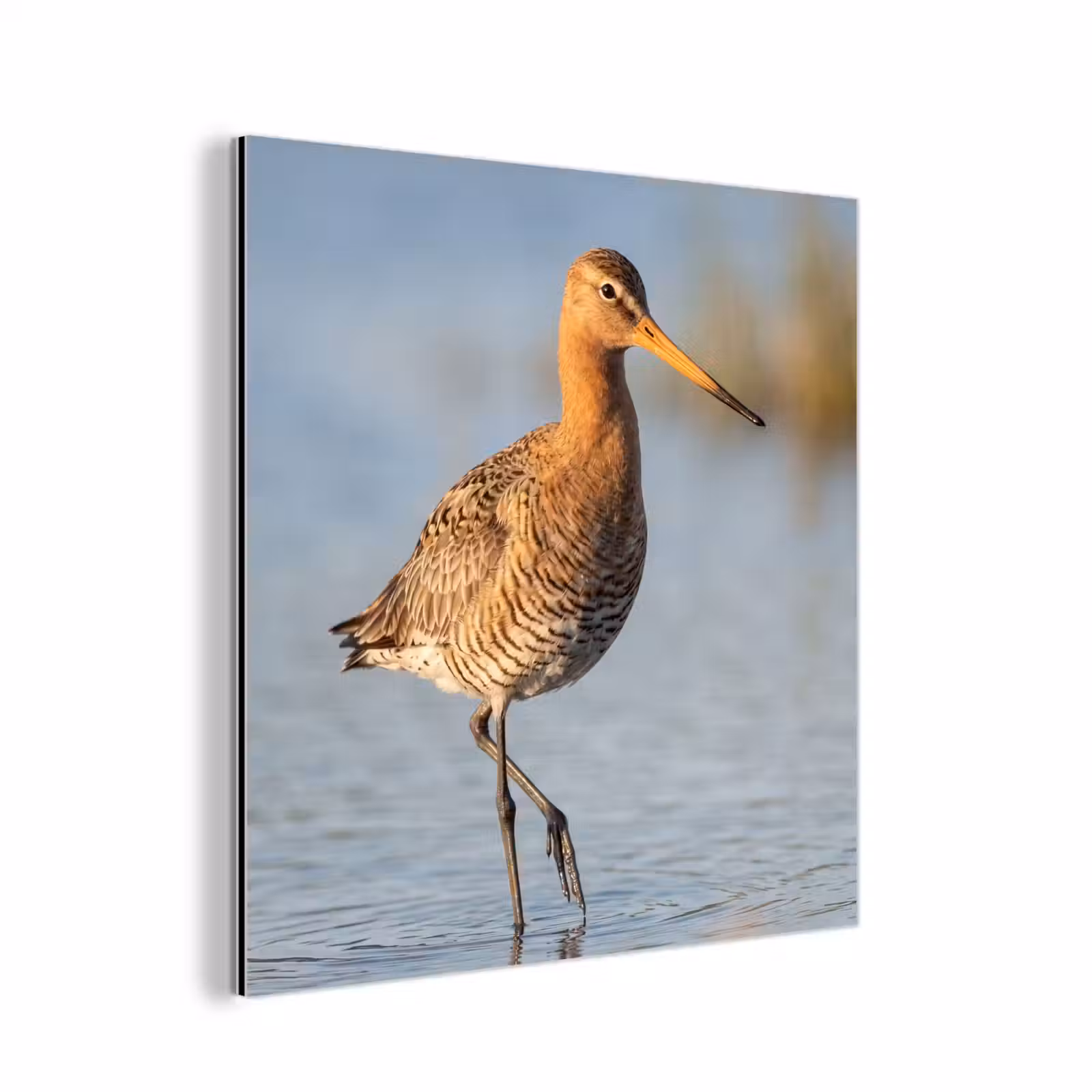 Aluminium schilderij - Vogel - Steltloper - Water - Natuur — 1