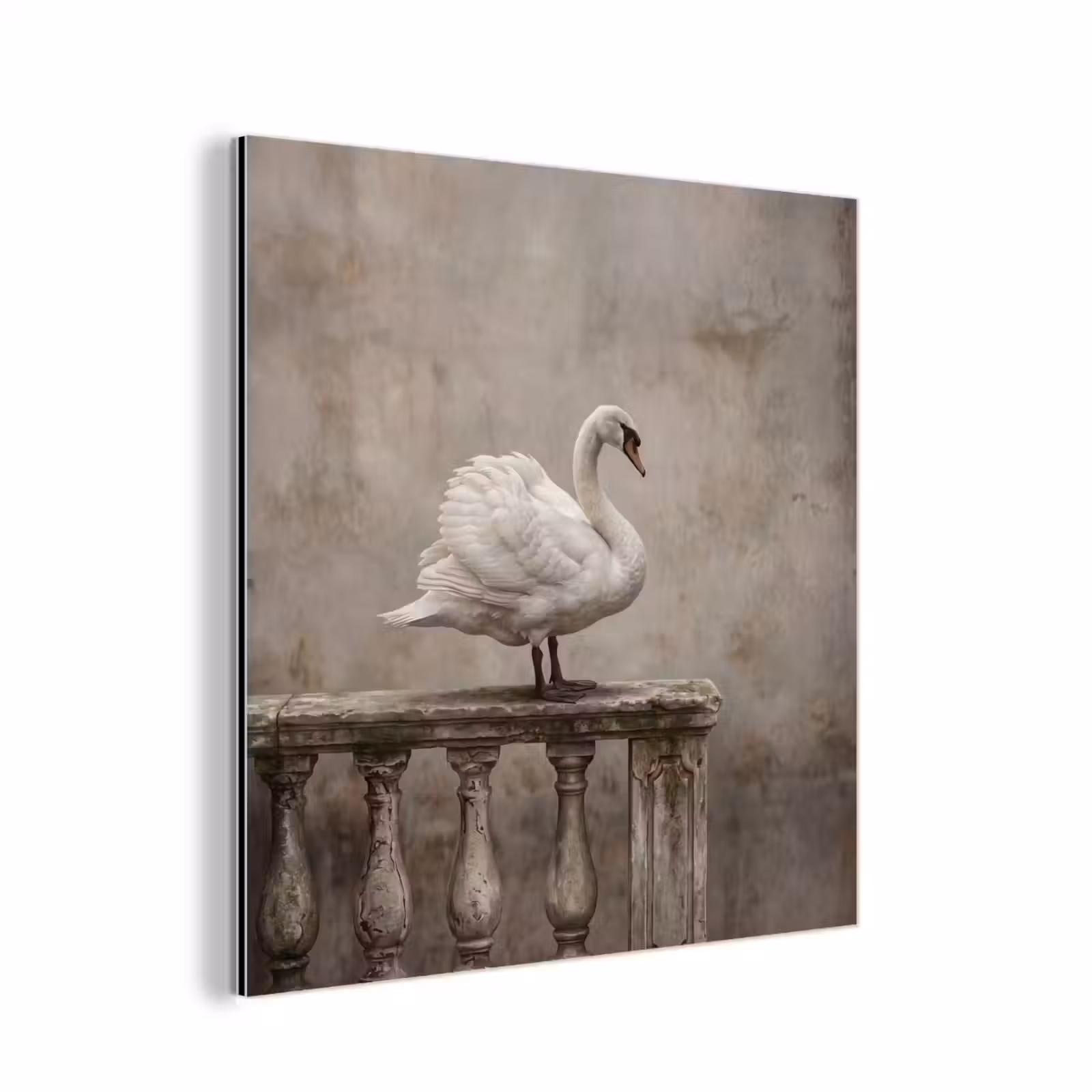 Aluminium schilderij - Zwaan - Elegant - Dieren - Wit — 1