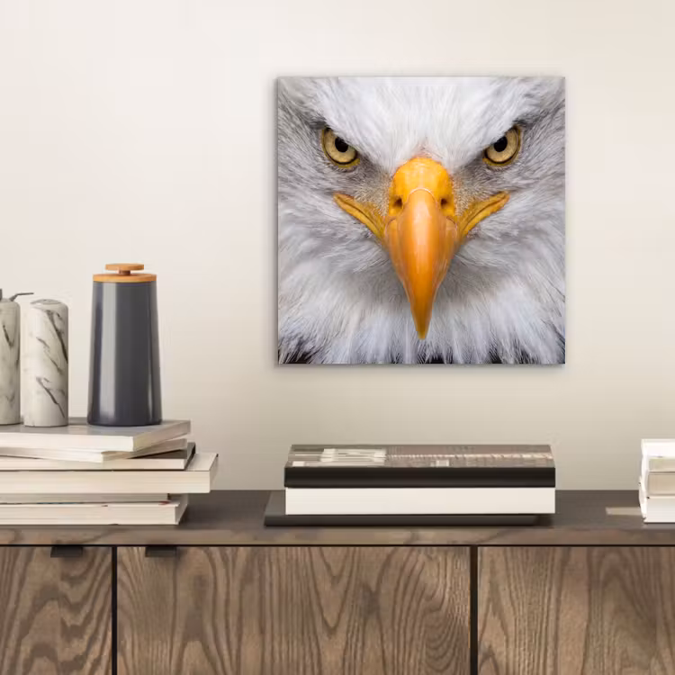 Aluminium schilderij - Amerikaans - Zeearend - Portret - Geel — 2