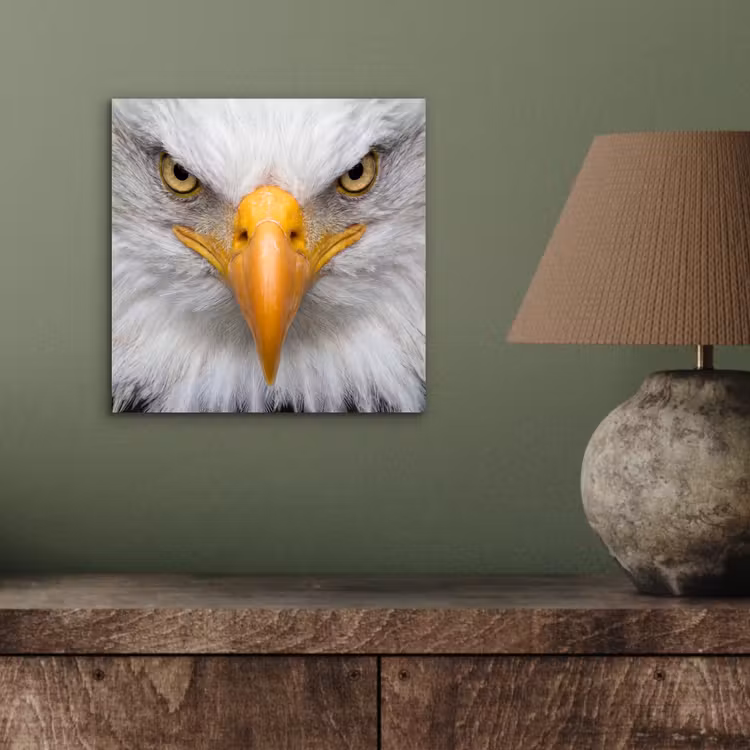 Aluminium schilderij - Amerikaans - Zeearend - Portret - Geel — 3