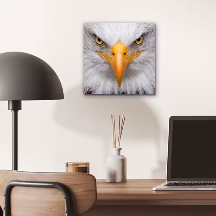 Aluminium schilderij - Amerikaans - Zeearend - Portret - Geel — 6