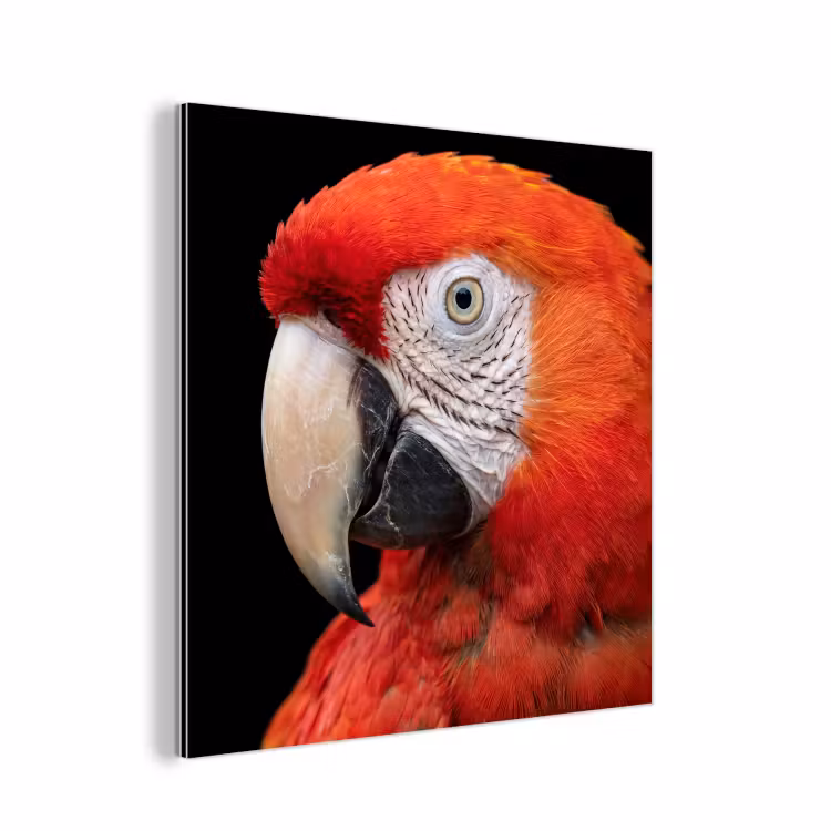Aluminium schilderij - Ara - Portret - Rood — 1