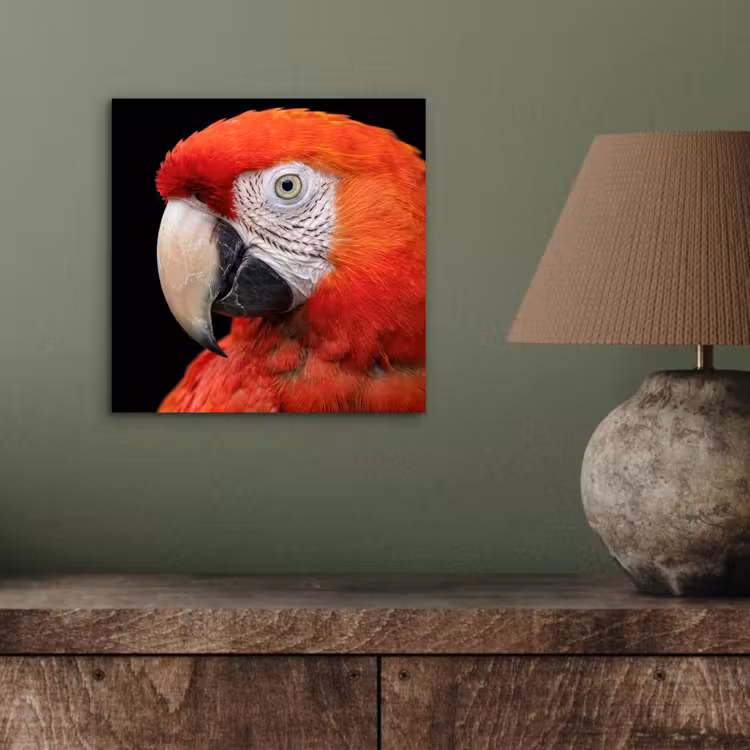 Aluminium schilderij - Ara - Portret - Rood — 3